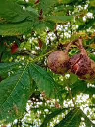 Attēlu rezultāti vaicājumam “Aesculus hippocastanum fruit”