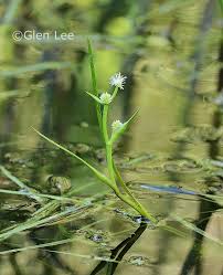 Attēlu rezultāti vaicājumam “Sparganium minimum leaf”