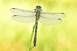 Attēlu rezultāti vaicājumam “Gomphus flavipes”