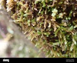 Attēlu rezultāti vaicājumam “Odontoschisma denudatum”