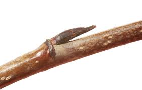 Attēlu rezultāti vaicājumam “x Sorbaronia fallax”