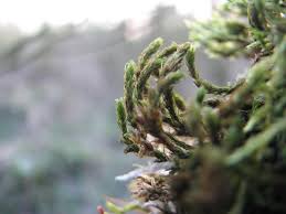 Attēlu rezultāti vaicājumam “Orthotrichum lyellii”