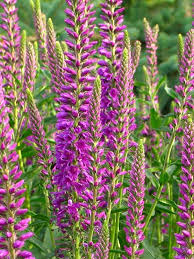 Attēlu rezultāti vaicājumam “Veronica longifolia flower”