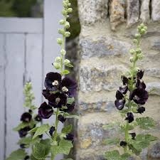Image result for Alcea rosea nigra