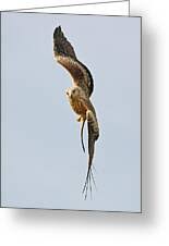 Image result for Milvus milvus