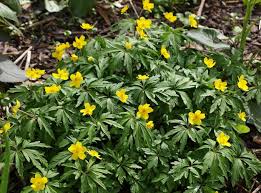 Attēlu rezultāti vaicājumam “Anemone ranunculoides leaf”