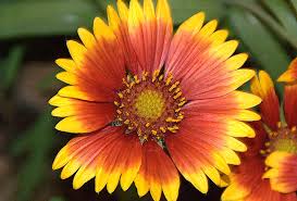 Image result for Gaillardia