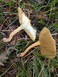 Attēlu rezultāti vaicājumam “Suillus bovinus”