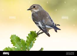 Attēlu rezultāti vaicājumam “Ficedula hypoleuca juvenile”