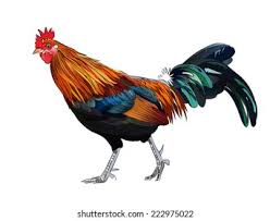 Attēlu rezultāti vaicājumam “Gallus”