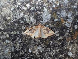 Attēlu rezultāti vaicājumam “Eulithis populata”