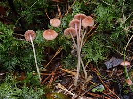 Attēlu rezultāti vaicājumam “Mycena rosella”