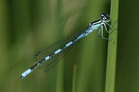 Attēlu rezultāti vaicājumam “Coenagrion hastulatum”