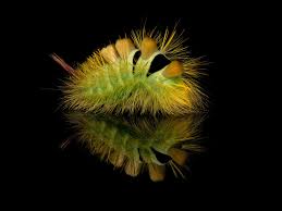 Attēlu rezultāti vaicājumam “Calliteara pudibunda larva”