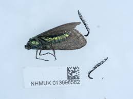 Attēlu rezultāti vaicājumam “Adscita statices”