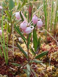 Attēlu rezultāti vaicājumam “Andromeda polifolia bud”