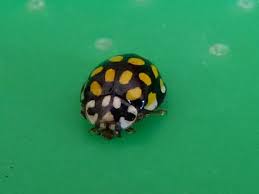 Attēlu rezultāti vaicājumam “Sospita vigintiguttata”