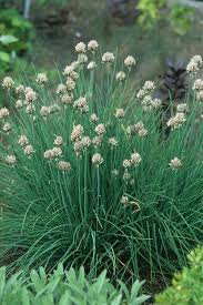 Image result for Allium schoenoprasum
