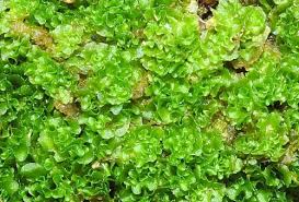 Attēlu rezultāti vaicājumam “Fossombronia wondraczekii sporophyte”