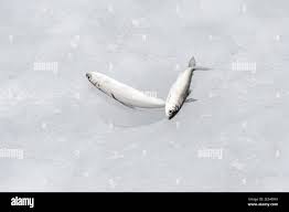 Image result for Coregonus albula