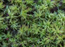 Attēlu rezultāti vaicājumam “Zygodon rupestris”