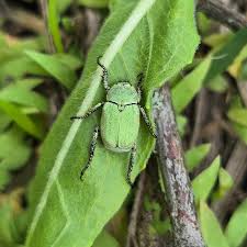 Attēlu rezultāti vaicājumam “Hoplia parvula”
