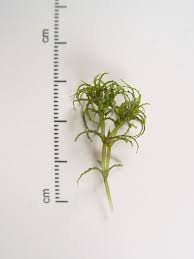 Attēlu rezultāti vaicājumam “Najas marina leaf”