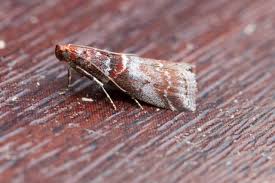 Attēlu rezultāti vaicājumam “Acrobasis advenella”