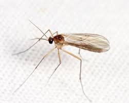 Attēlu rezultāti vaicājumam “Mycetophilidae”