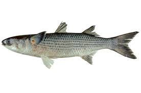 Image result for Mugil cephalus