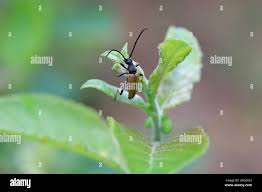 Attēlu rezultāti vaicājumam “Leptura rubra male”
