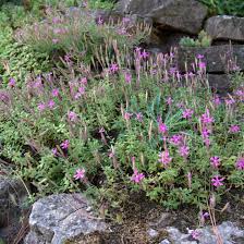 Image result for Silene schafta