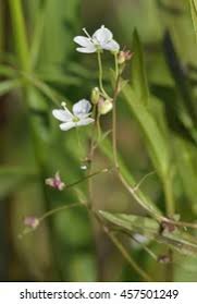Attēlu rezultāti vaicājumam “Veronica scutellata flower”