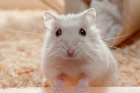 Afbeeldingsresultaat voor hamsters