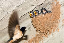Attēlu rezultāti vaicājumam “Hirundo rustica nest”