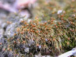 Attēlu rezultāti vaicājumam “Pleuridium subulatum”