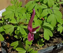 Attēlu rezultāti vaicājumam “Corydalis intermedia fruit”