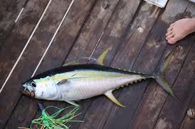 Image result for Thunnus albacares