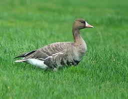 Attēlu rezultāti vaicājumam “Anser albifrons”