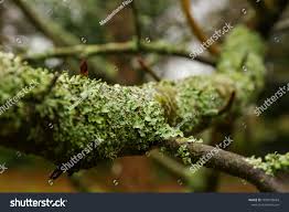 Attēlu rezultāti vaicājumam “Platismatia glauca”