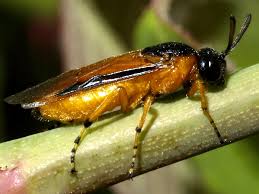 Attēlu rezultāti vaicājumam “Argidae”