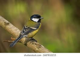 Attēlu rezultāti vaicājumam “Parus major”