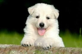 Attēlu rezultāti vaicājumam “Canis lupus familiaris”