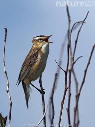 Attēlu rezultāti vaicājumam “Acrocephalus schoenobaenus”