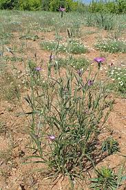 Image result for Kornrade