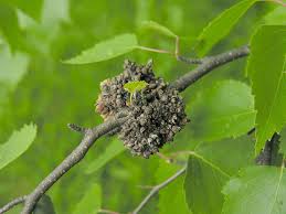 Attēlu rezultāti vaicājumam “Acalitus longisetosus”