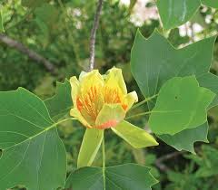 Attēlu rezultāti vaicājumam “Liriodendron tulipifera”