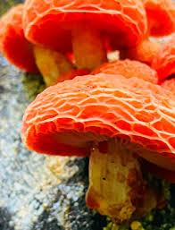 Attēlu rezultāti vaicājumam “Rhodotus palmatus”