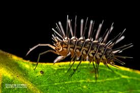 Attēlu rezultāti vaicājumam “Erinaceus sp.”