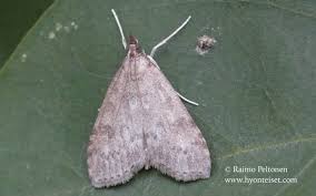 Attēlu rezultāti vaicājumam “Udea prunalis”